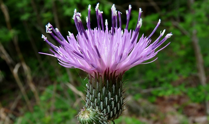 {Cirsium carolinianum}